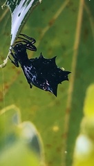 Micrathena gracilis