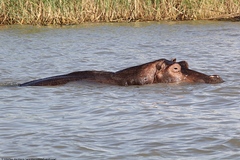 Hippopotamus amphibius