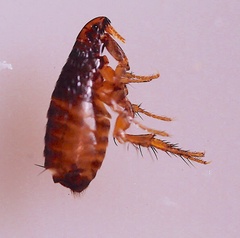 Ctenocephalides canis