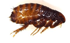 Ctenocephalides canis