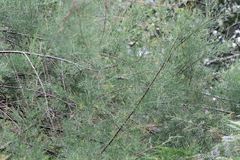 Tamarix