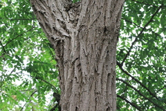 Robinia pseudoacacia