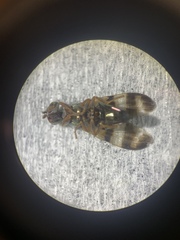 Chaetopsis fulvifrons