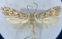 Bryotropha branella