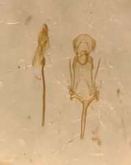Chionodes gilvomaculella