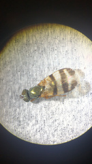 Chaetopsis fulvifrons
