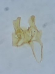 Monochroa disconotella