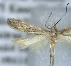 Monochroa disconotella