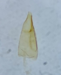 Monochroa disconotella