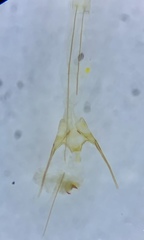 Symmetrischema