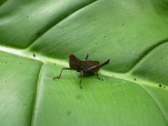 Maculiparia rotundata