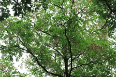Robinia pseudoacacia