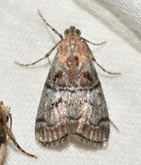 Pococera maritimalis