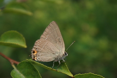 Satyrium eximia