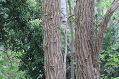 Robinia pseudoacacia
