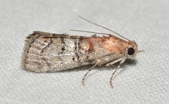 Pococera maritimalis