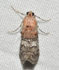 Pococera maritimalis