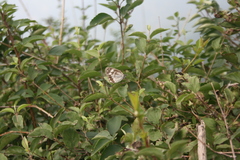 Melanargia epimede