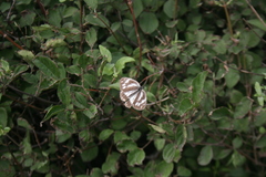 Melanargia epimede