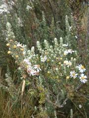 Diplostephium ericoides