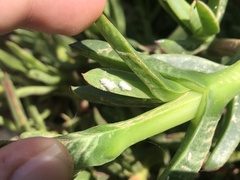 Phenacoccus peruvianus