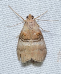 Pococera militella