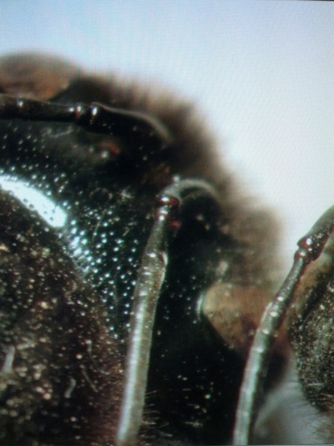 Splay-footed Carpenter