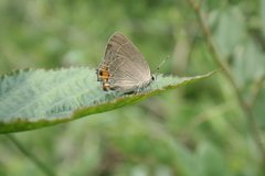 Satyrium eximia