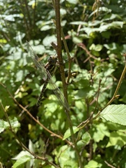 Aeshna canadensis