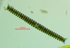 Triploceras verticillatum