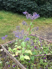 Borago