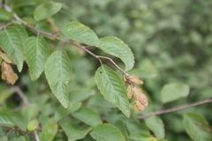 Carpinus turczaninovii