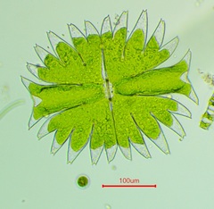 Micrasterias torreyi
