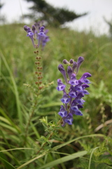 Scutellaria baicalensis