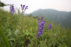 Scutellaria baicalensis