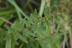 Scutellaria baicalensis