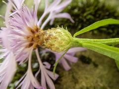 Centaurea × moncktonii