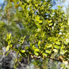 Larrea nitida