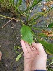 Alisma lanceolatum