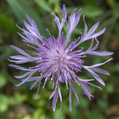 Centaurea × moncktonii