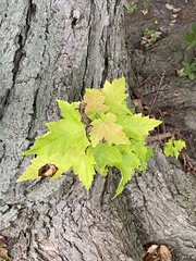 Acer rubrum