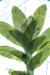 Fissidens megalotis