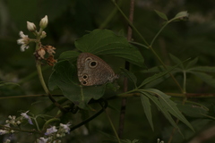 Ypthima multistriata