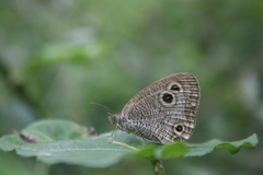 Ypthima multistriata