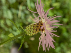 Centaurea × moncktonii