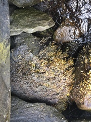 Fucus