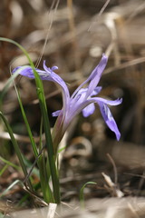 Iris ruthenica