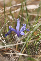 Iris ruthenica
