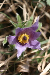 Pulsatilla chinensis