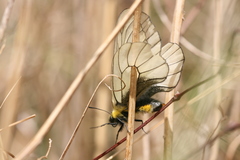 Parnassius glacialis